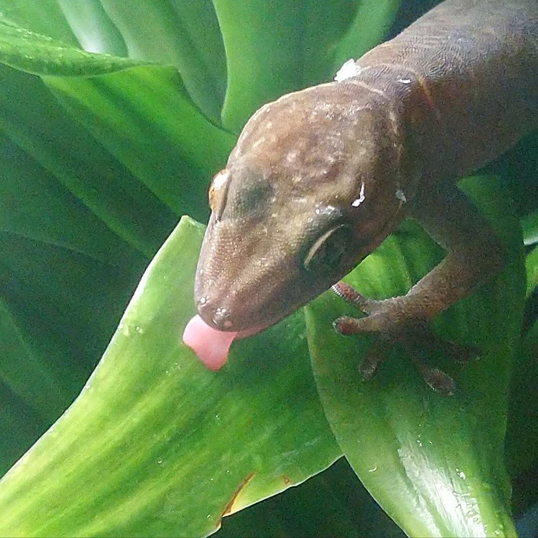 Kultagekko naaras ( Gecko ulikovskii )