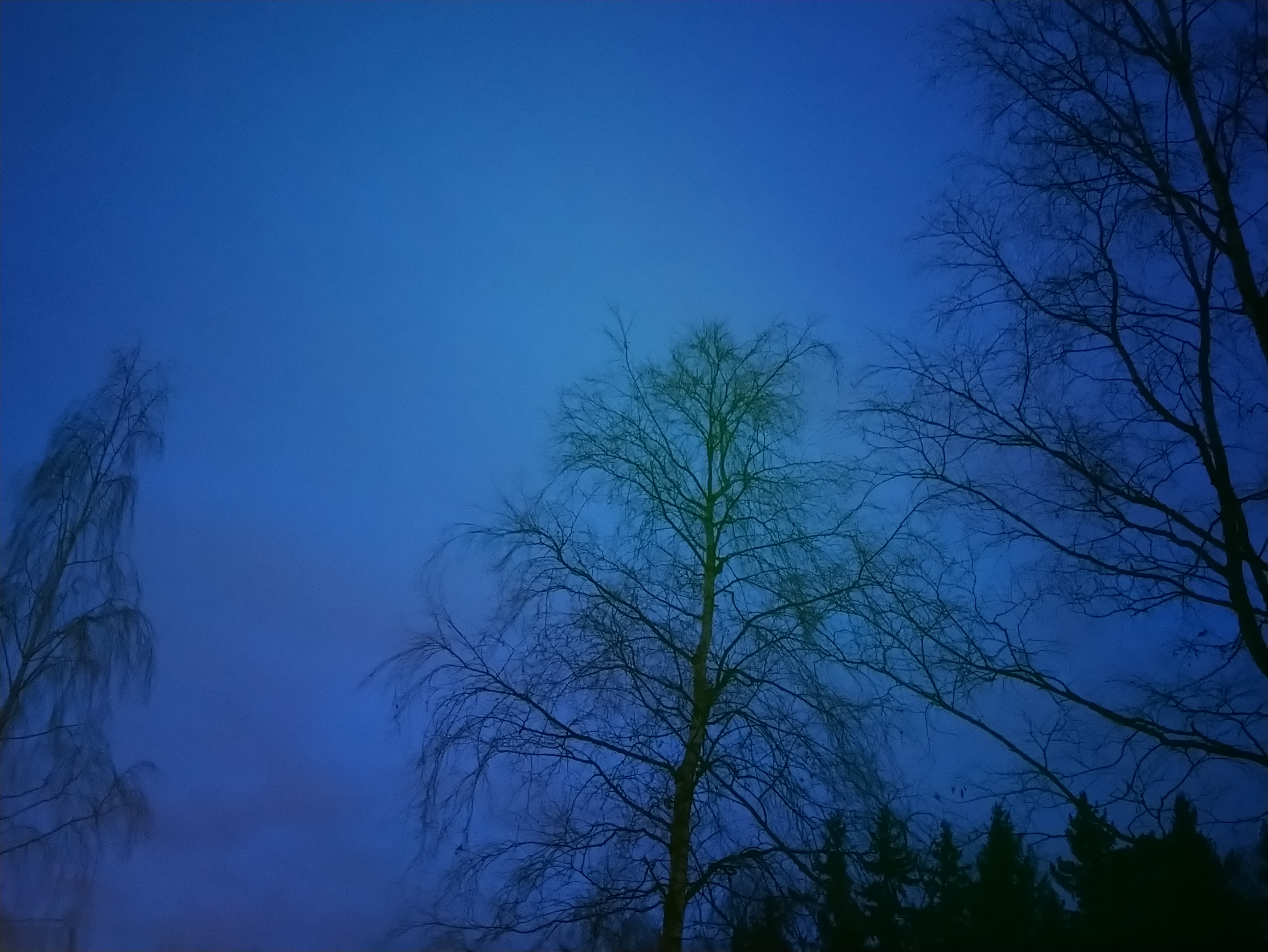 Joulukuinen maisema koivusta ja sen lehdettömistä oksista aikaisin aamulla.