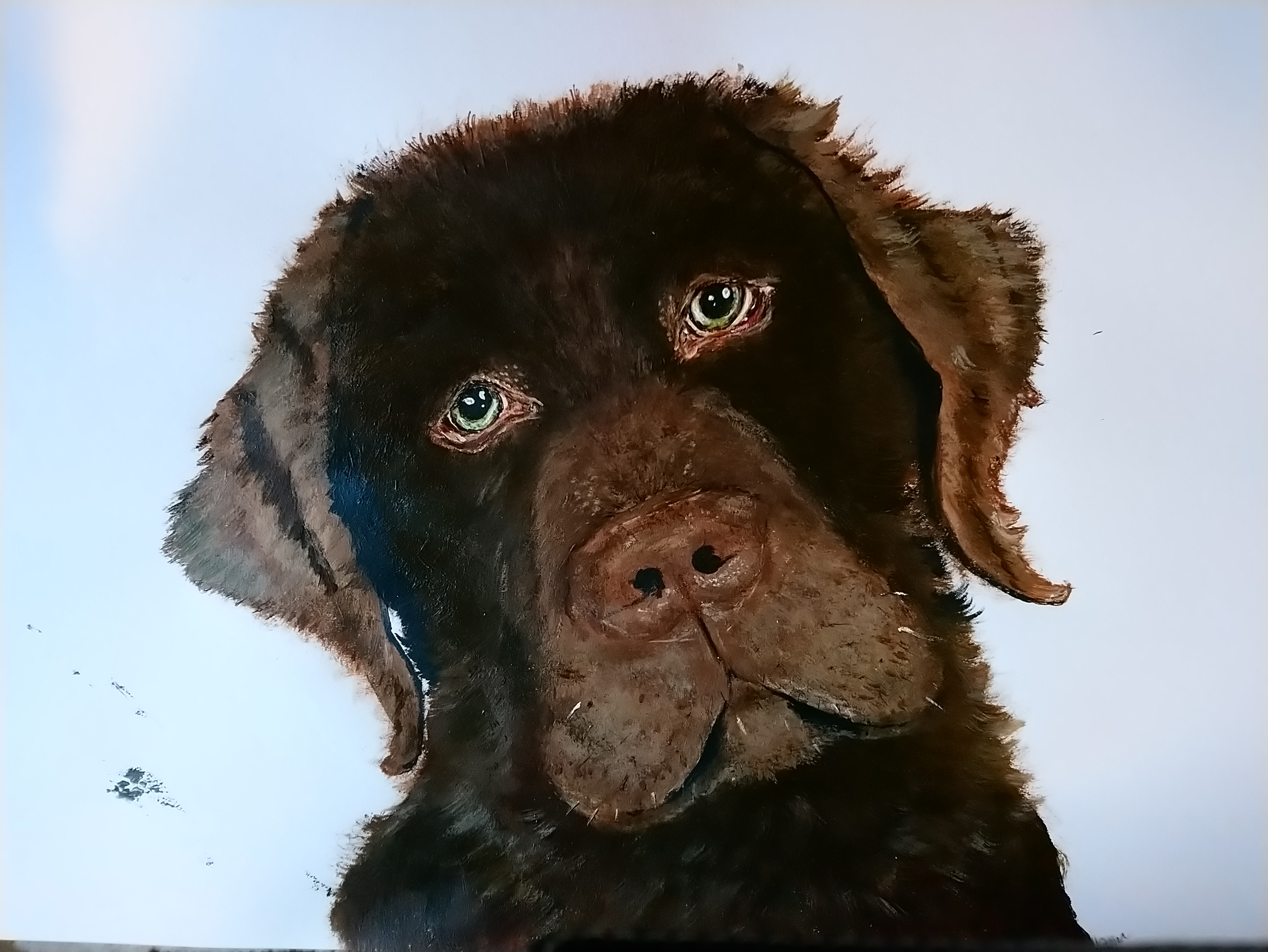 Akryylivärein maalattu ruskea labradorinnoutaja Hannu